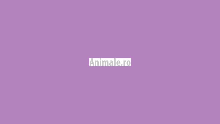 Animale.ro portfolio project